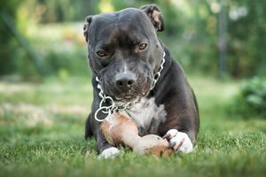 Amstaff