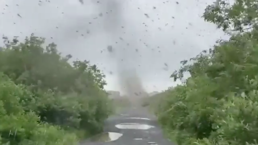 "Tornado komarów" na Kamczatce