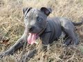Amstaffy pogryzły kobietę, rozszarpały psa
