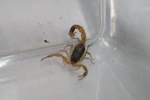 skorpion