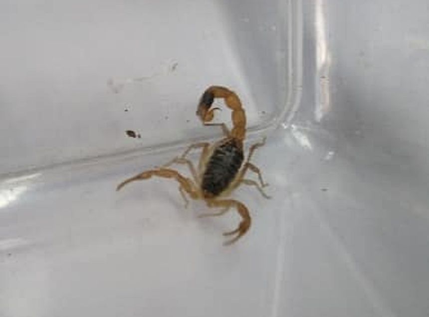 skorpion