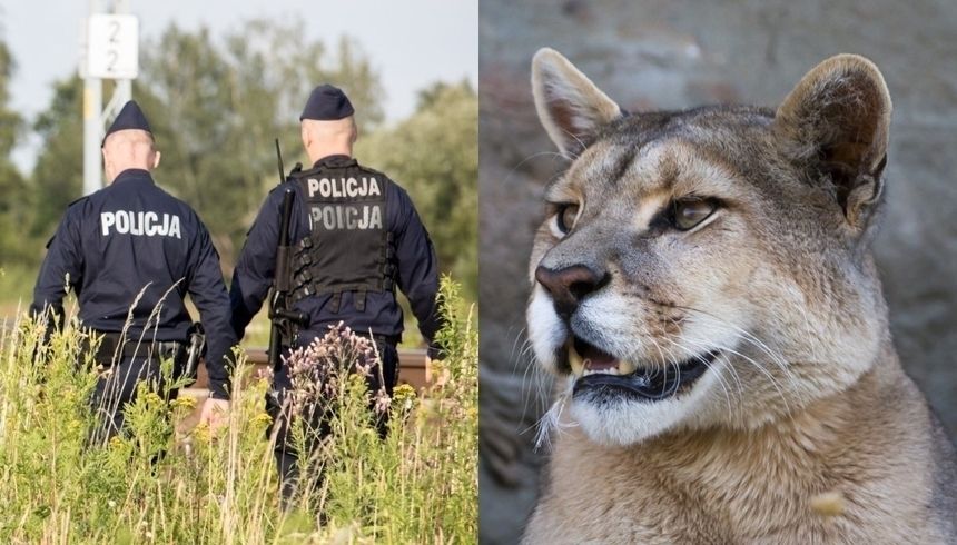 Ogrodzieniec żołnierz uciekł z pumą