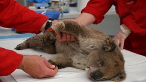 misie koala