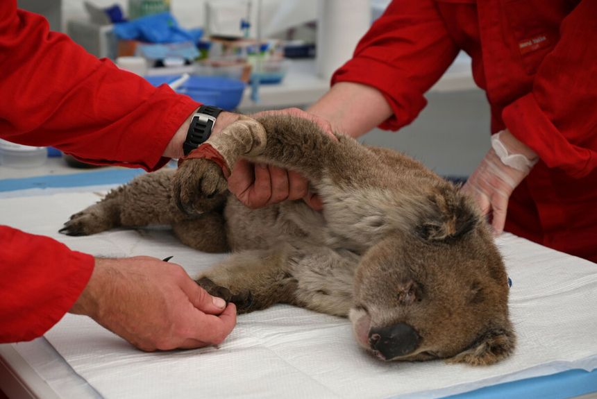 misie koala