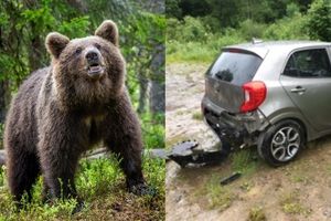 Bieszczady niedźwiedź