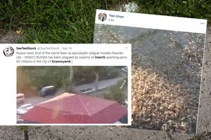 plaga owadów