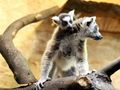 zoo w Łodzi