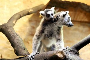 zoo w Łodzi
