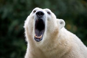 Niedźwiedź polarny zabił człowieka