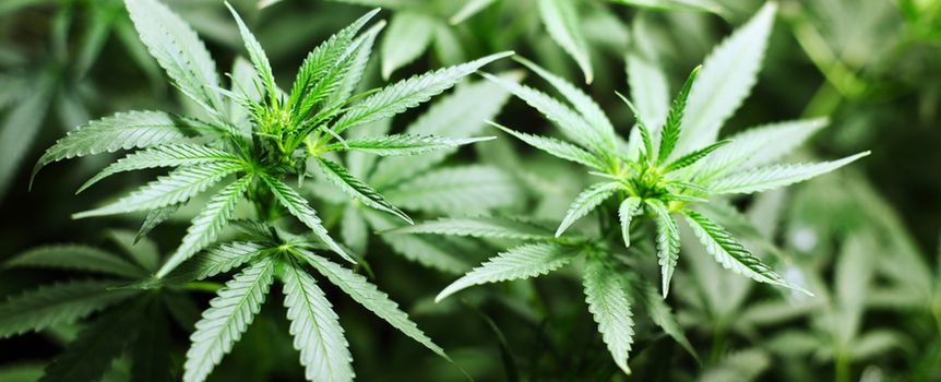 marihuana