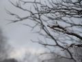 Prognoza pogody na Wielkanoc. W trzech województwach spadnie śnieg