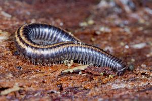krocionogi