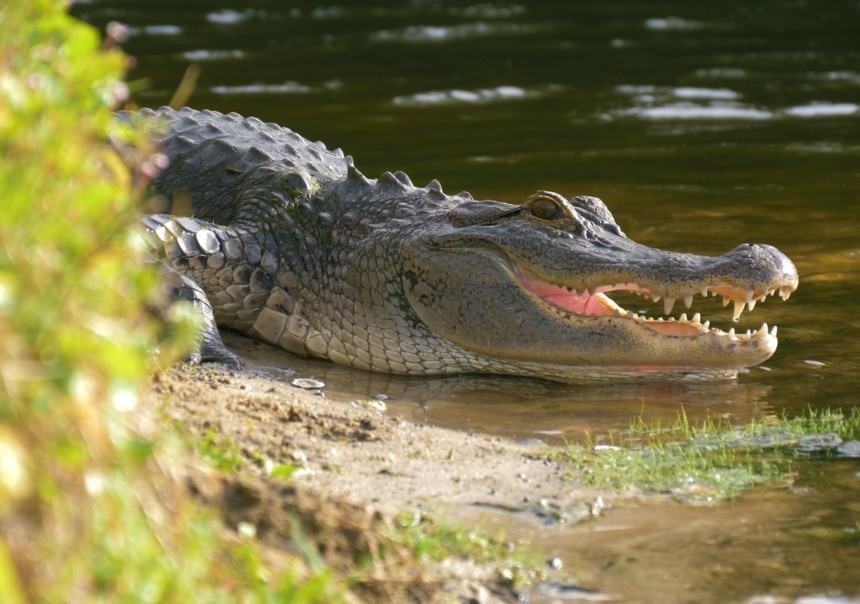 Aligator 