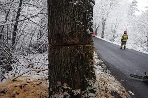 Zdewastowane drzewa