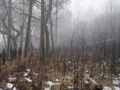 Katastrofa helikoptera pod Pszczyną