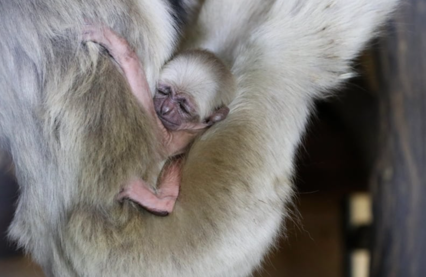 Gibbon czapnik