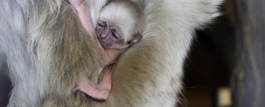 Gibbon czapnik