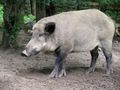 Dziki zaatakował mieszkankę Wrocławia