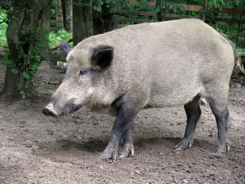 Dziki zaatakował mieszkankę Wrocławia