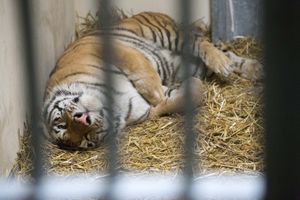 Tygrysy w zoo w Poznaniu