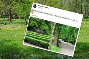 Łoś w Parku Skaryszewskim