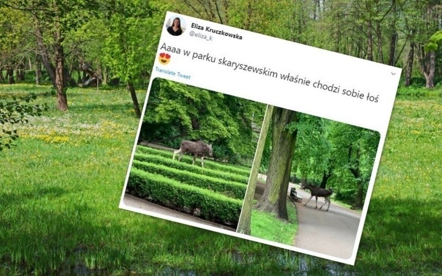 Łoś w Parku Skaryszewskim