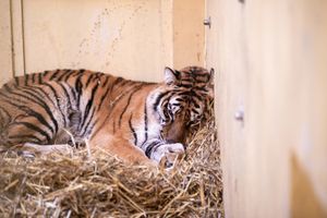 Tygrysy uratowane w zoo w Człuchowie. Są w lepszym stanie