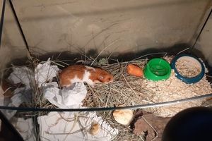 Łódź. Ktoś wyrzucił na śmietnik żywego chomika. Animal Patrol reaguje