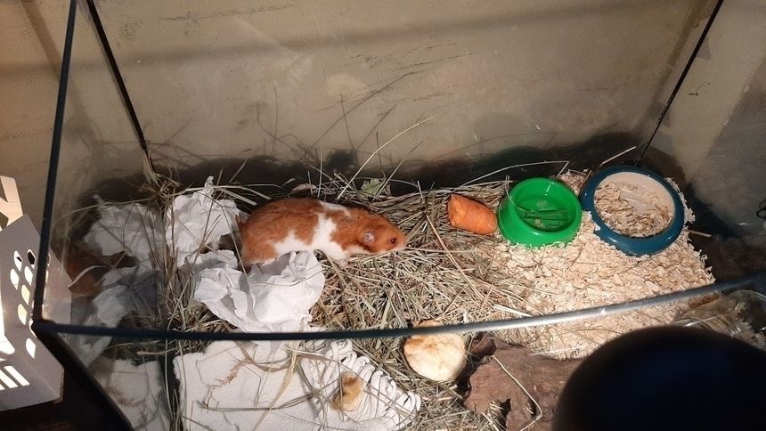 Łódź. Ktoś wyrzucił na śmietnik żywego chomika. Animal Patrol reaguje