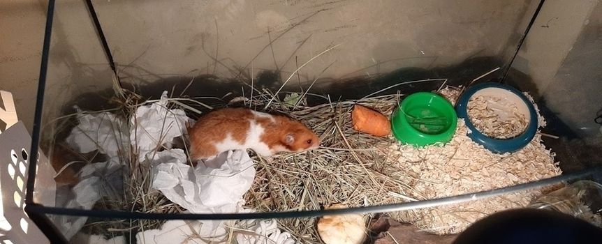 Łódź. Ktoś wyrzucił na śmietnik żywego chomika. Animal Patrol reaguje