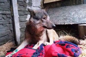 Zdrój nie żyje. To słynny wilk potrącony przed świętami