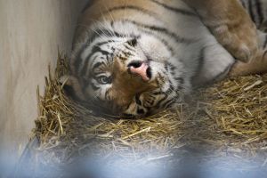 Tygrysy w zoo w Poznaniu z pomocą szefa WOŚP Jurka Owsiaka