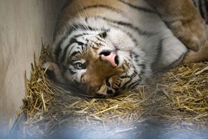 Tygrysy wyjadą z zoo w Poznaniu do azylu w Hiszpanii. Dwa tygrysy są w złym stanie