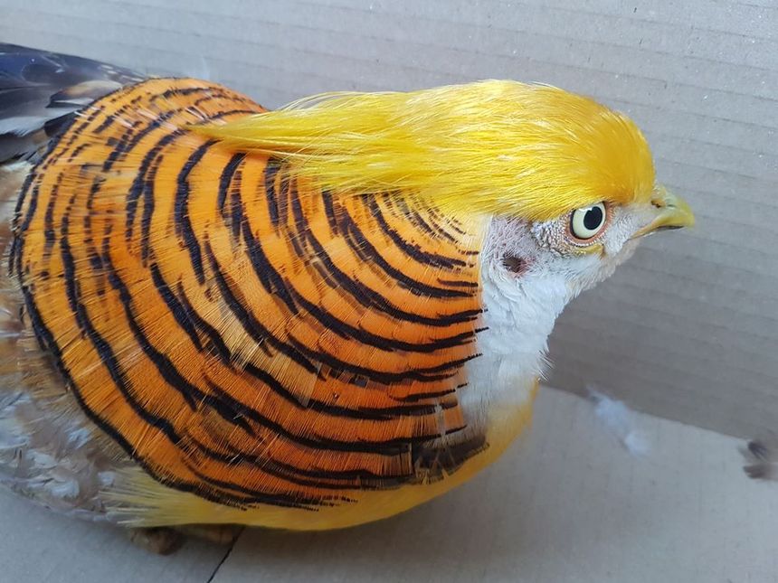 bażant Trump