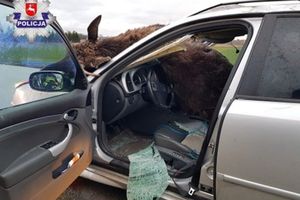 Lublin. Wypadek w Janowicach. Łoś wpadł do samochodu
