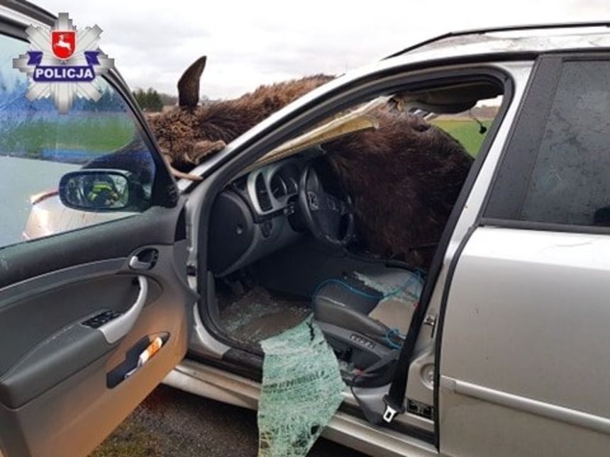 Lublin. Wypadek w Janowicach. Łoś wpadł do samochodu