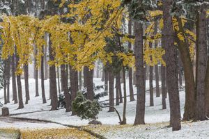 Pogoda. Arktyczne powietrze w Polsce. Spadnie śnieg z deszczem