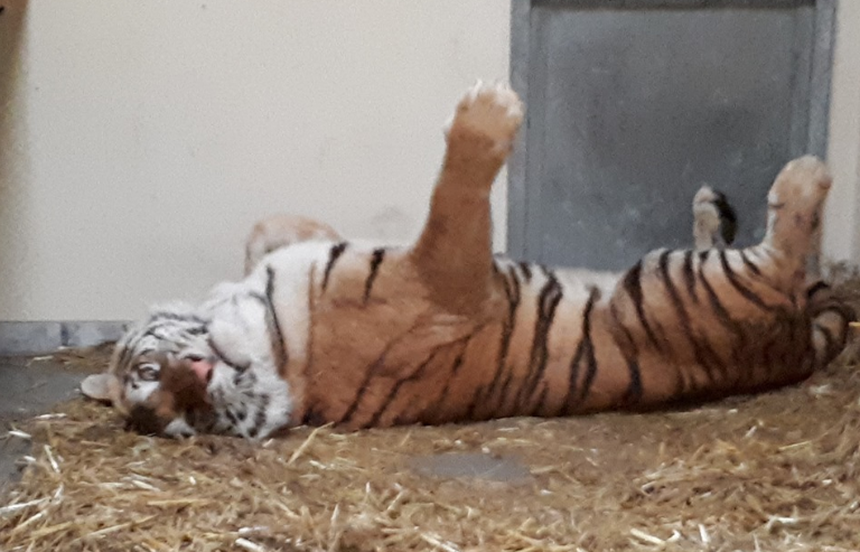 Tygrysy z poznańskiego zoo 