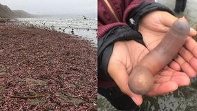 Tzw. Penis fish