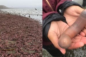 Tzw. Penis fish