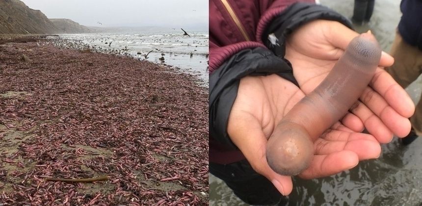 Tzw. Penis fish