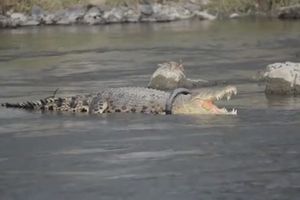 Krokodyl