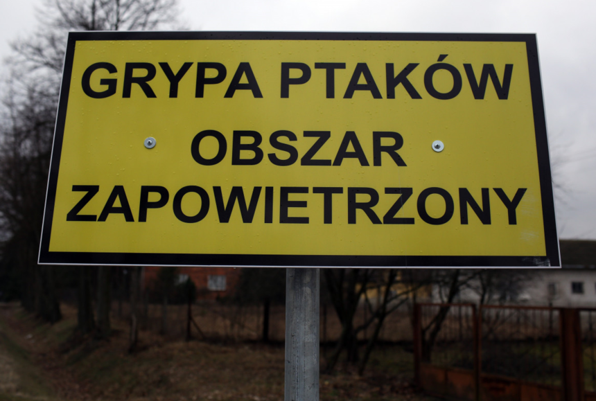 Ptasia grypa