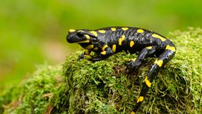 Salamandra plamista