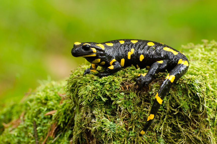 Salamandra plamista