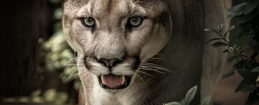 Puma