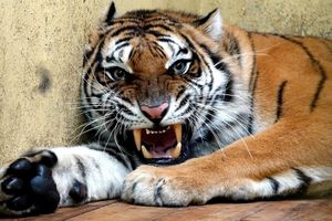 Tygrysy z zoo w Poznaniu dotarły do Alicante w Hiszpanii