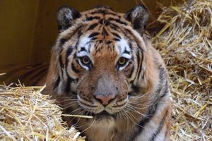 Tygrysy dojechały do Hiszpanii, ale dwa wciąż dochodzą do siebie w zoo w Poznaniu