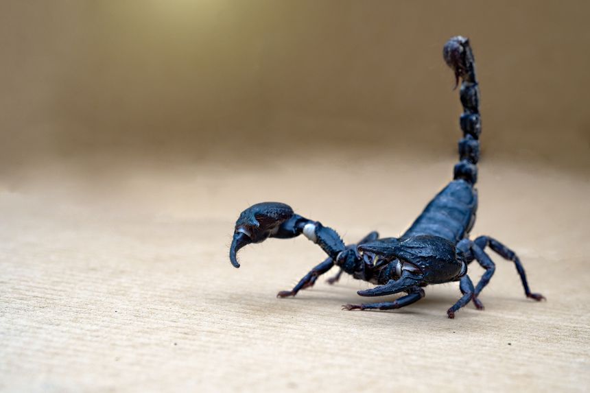 Skorpion w samolocie