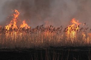 Pożar Biebrzańskiego Parku Narodowego
